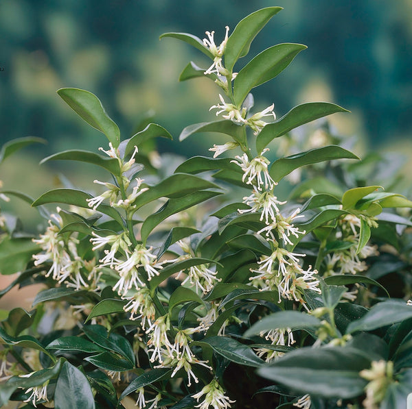 Sarcococca Humilis (Christmas Box) 17cm Pot. – Richard's Plants