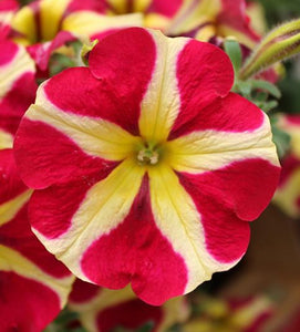 Petunia Pegasus Queen of Hearts - 10.5cm Pot