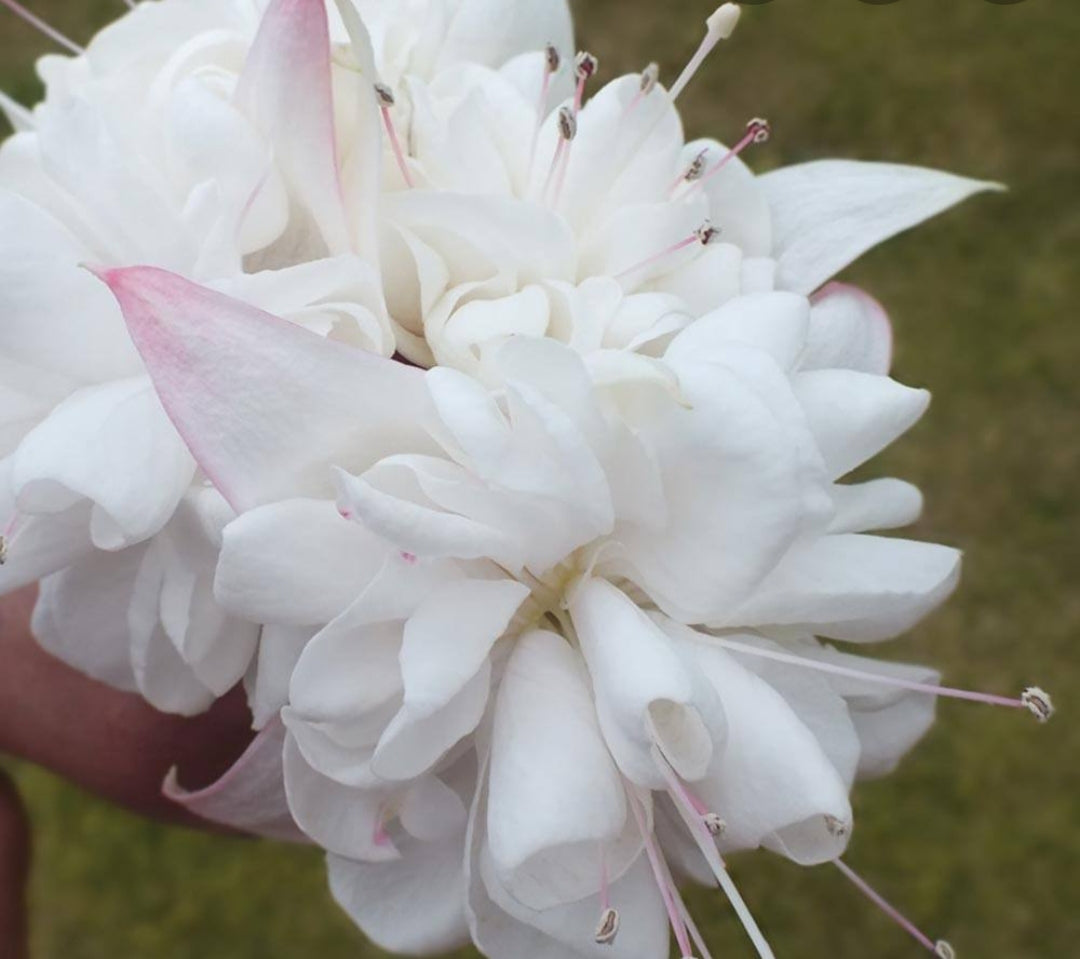 Fuchsia White King (Trailing Habit) - 10.5cm Pot