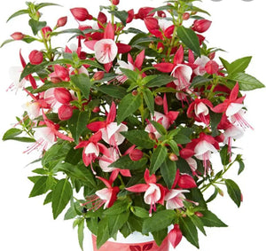 Fuchsia Fuchsita XL Deep Rose-White (Upright + Compact Habit) - 10.5cm Pot
