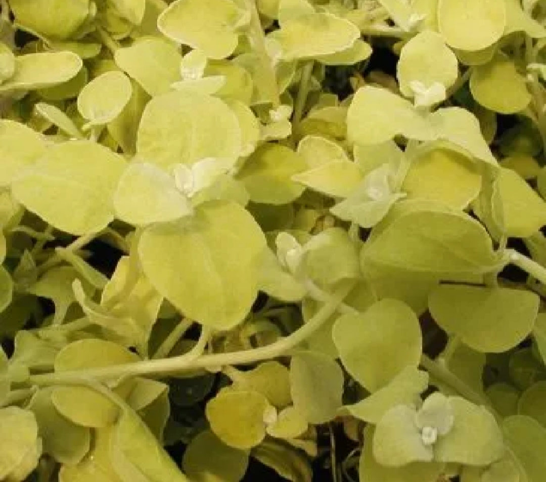 Helichrysum Gold (Liquorice Plant) - 10.5cm Pot