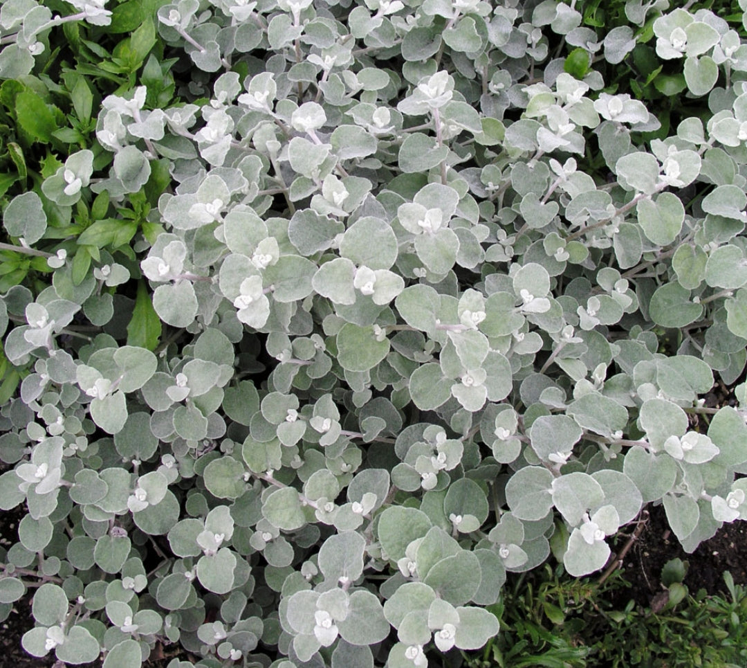 Helichrysum Silver (liquorice plant) - 10.5cm Pot