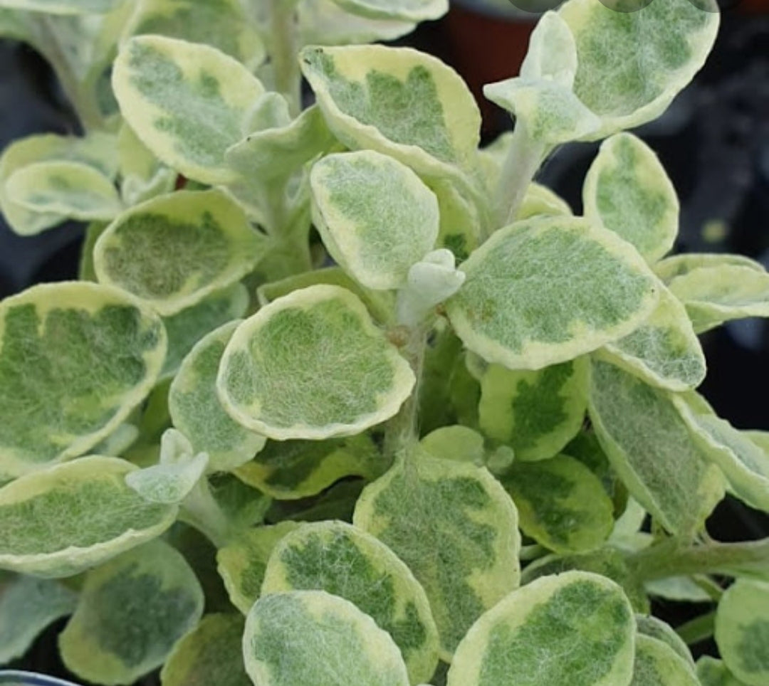 Helichrysum Variegata (Liquorice Plant) - 10.5cm Pot