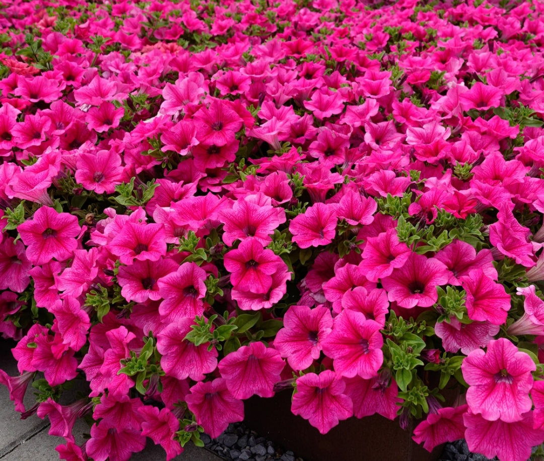 SURFINIA® Hot Pink  The No.1 Petunia brand, colors your city