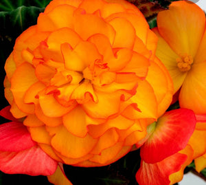 Begonia Nonstop F1 Fire (Bush Habit) - 10.5cm Pot