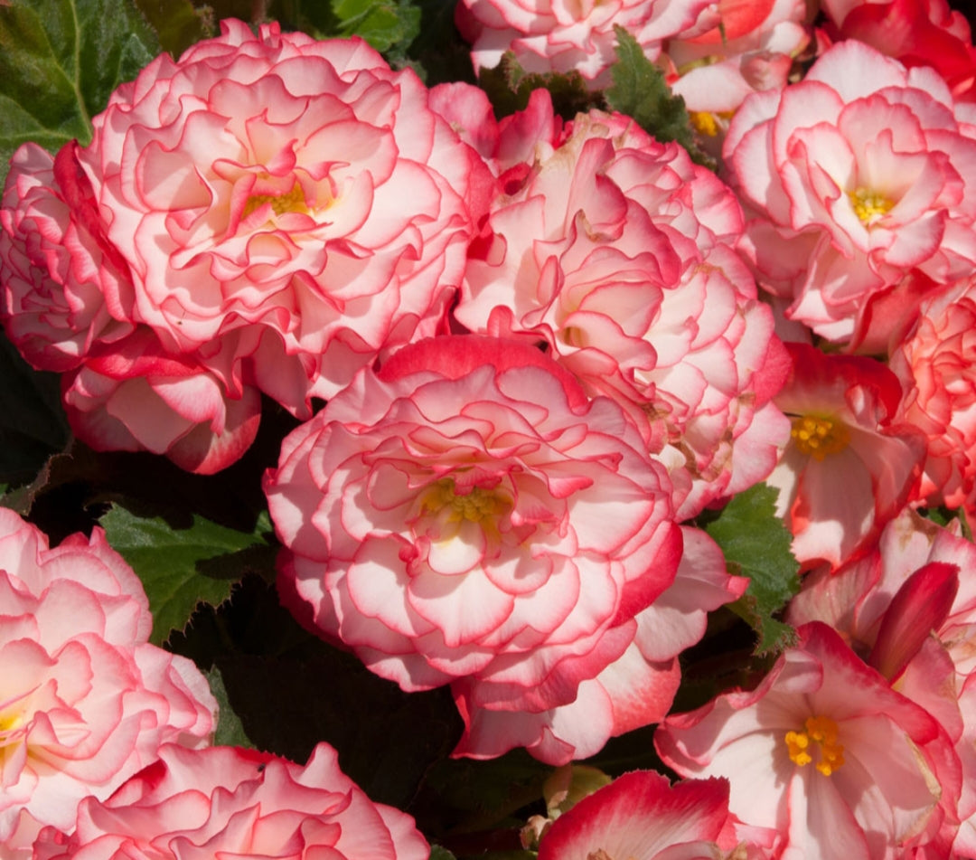 Begonia Nonstop F1 Rose Petticoat (Bush Habit) - 10.5cm Pot