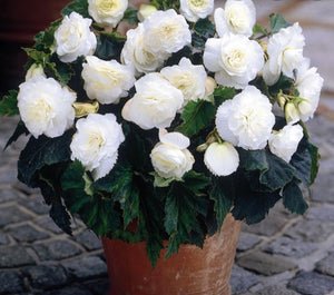 Begonia Nonstop F1 White (Bush Habit) - 10.5cm Pot