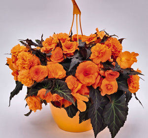 Begonia Nonstop Mocca F1 Bright Orange (Bush Habit) - 10.5cm Pot