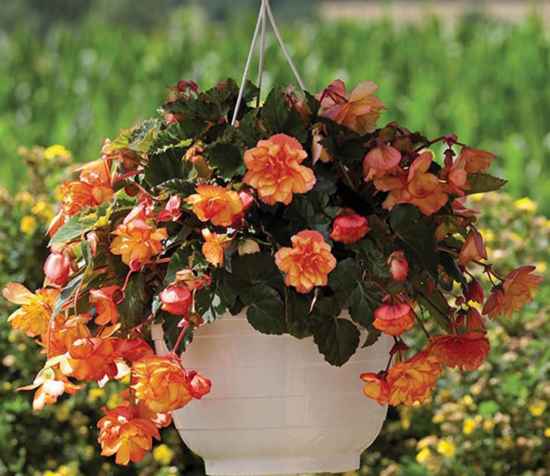15 Begonia Illumination Golden Picotee Pelleted Seeds – Flower Seeds