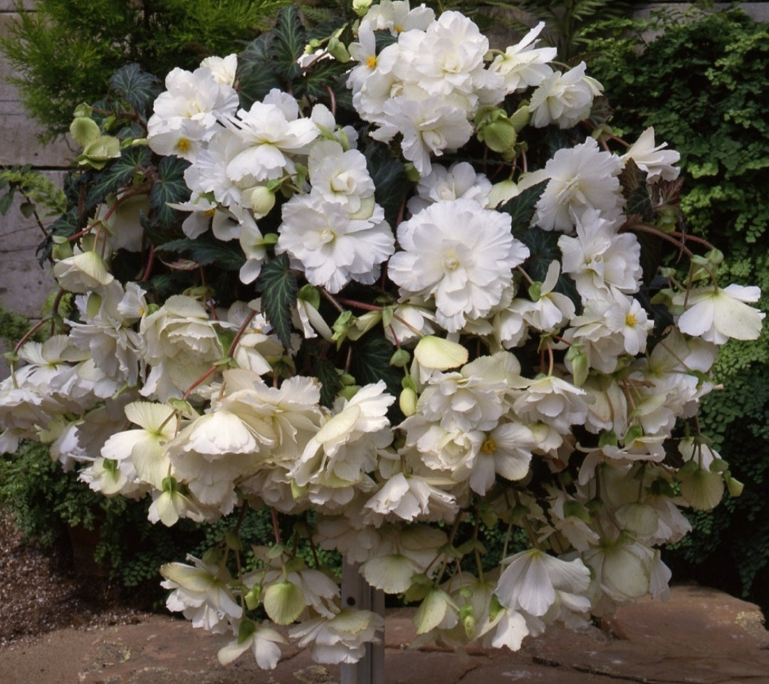 Begonia Illumination F1 White (Trailing Habit) - 10.5cm Pot