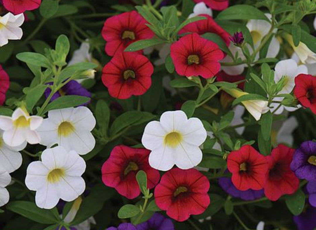 Calibrachoa (Million Bells) Trio Blue-Red-White - 1 Litre Pot