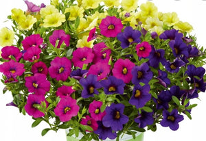 Calibrachoa (Million Bells) Trio Deep Yellow-Pink-Dark Blue - 1 Litre Pot