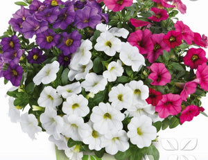 Calibrachoa (Million Bells) Trio Blue-Red-White - 1 Litre Pot