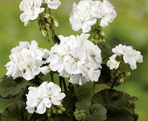 Pelargonium Grandeur Pure White (Upright Habit) - 10.5cm Pot