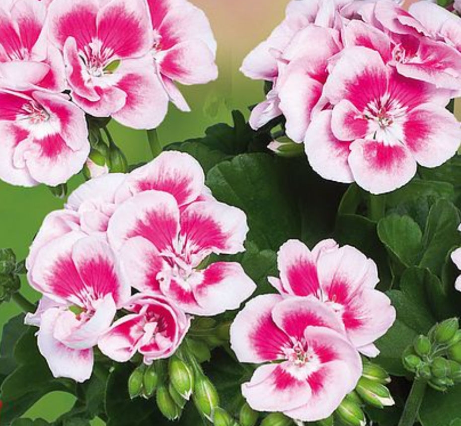 Zonal Geranium White Splash