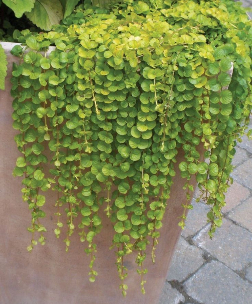 Dichondra Emerald Falls - 10.5cm Pot – Richard's Plants