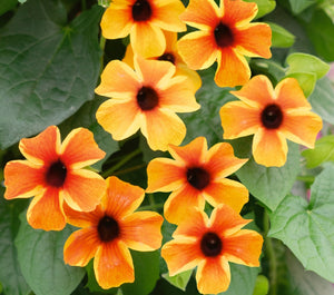 Thunbergia (Black-Eyed Susie) Sunny Susy Amber Stripes - 1 Litre Pot