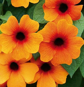 Thunbergia (Black-Eyed Susie) Sunny Susy Red-Orange - 1 Litre Pot