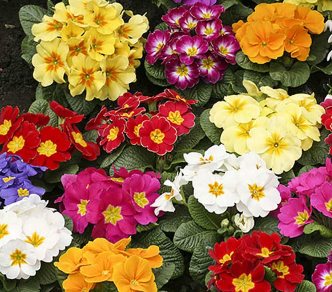 Primula mixed colours- Just 75p each.