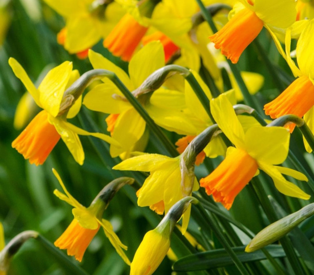 Daffodil Jetfire - 10.5cm Pot