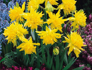 Daffodil Rip Van Winkle - 10.5cm Pot