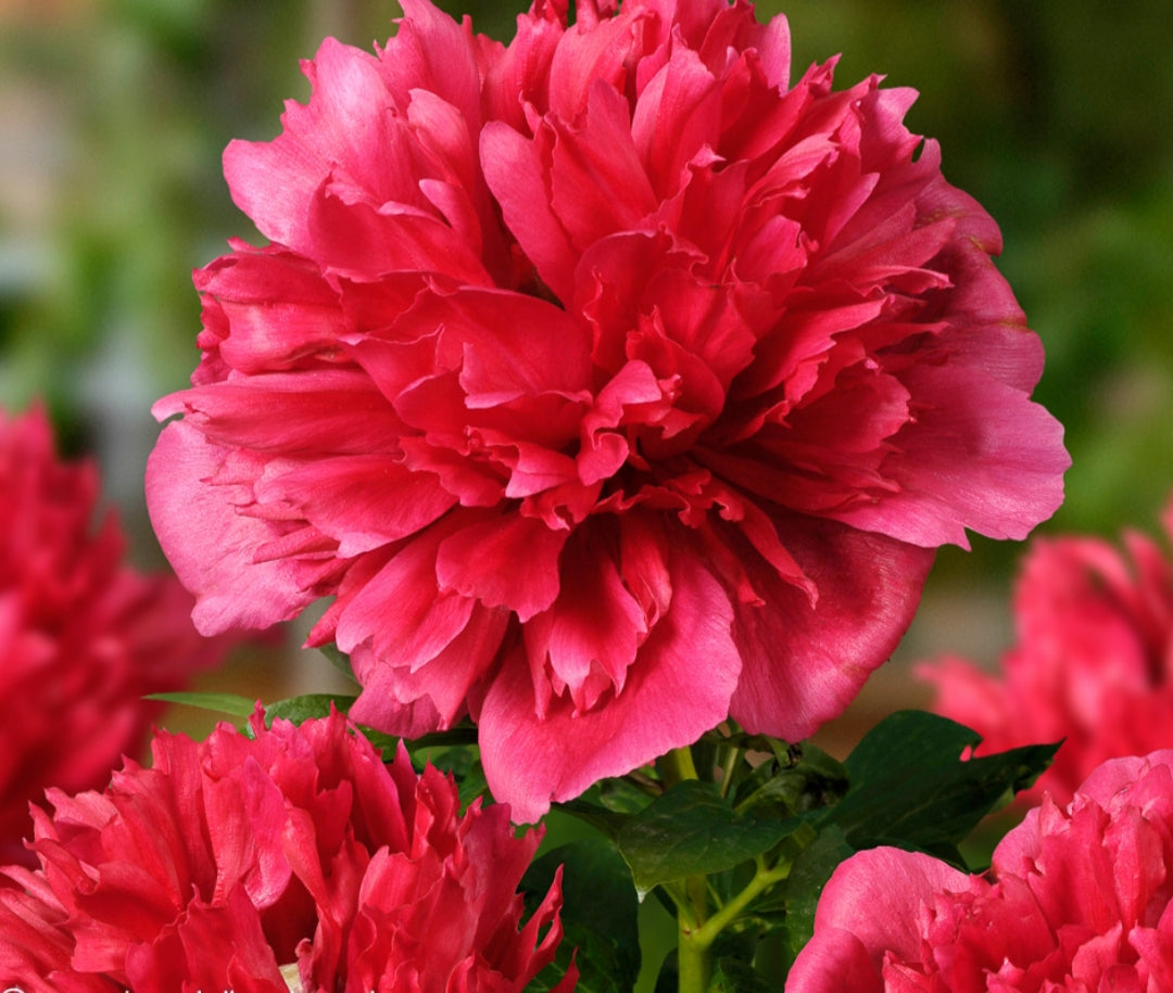 Peony Many Happy Returns - 5 Litre Pot