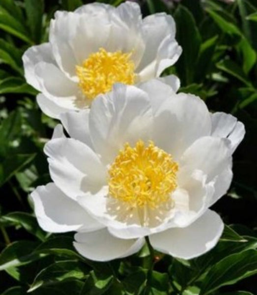 Пион джон ван леувен фото Пион джон ван леувен фото