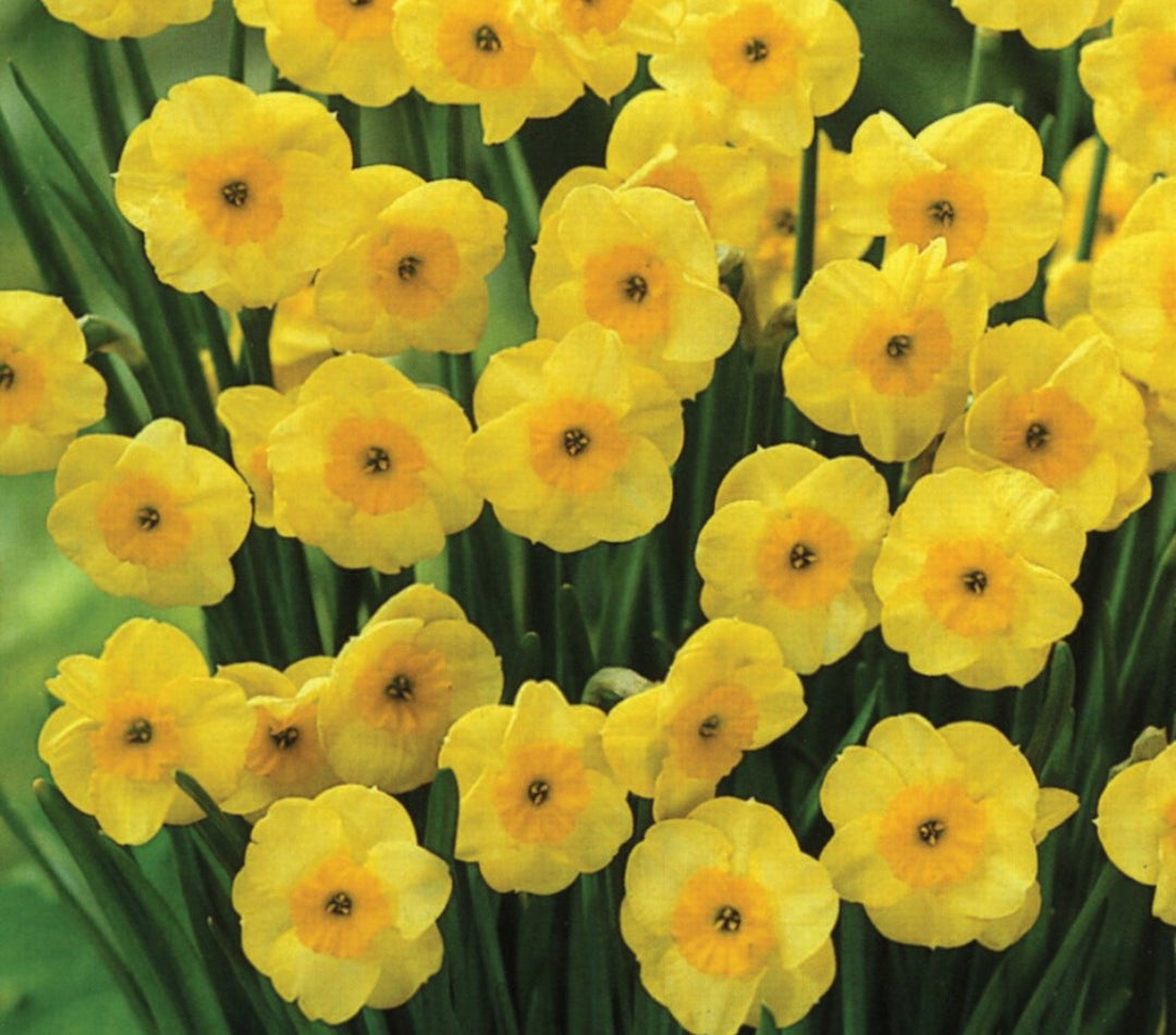 Daffodil Sun Disc - 10.5cm Pot