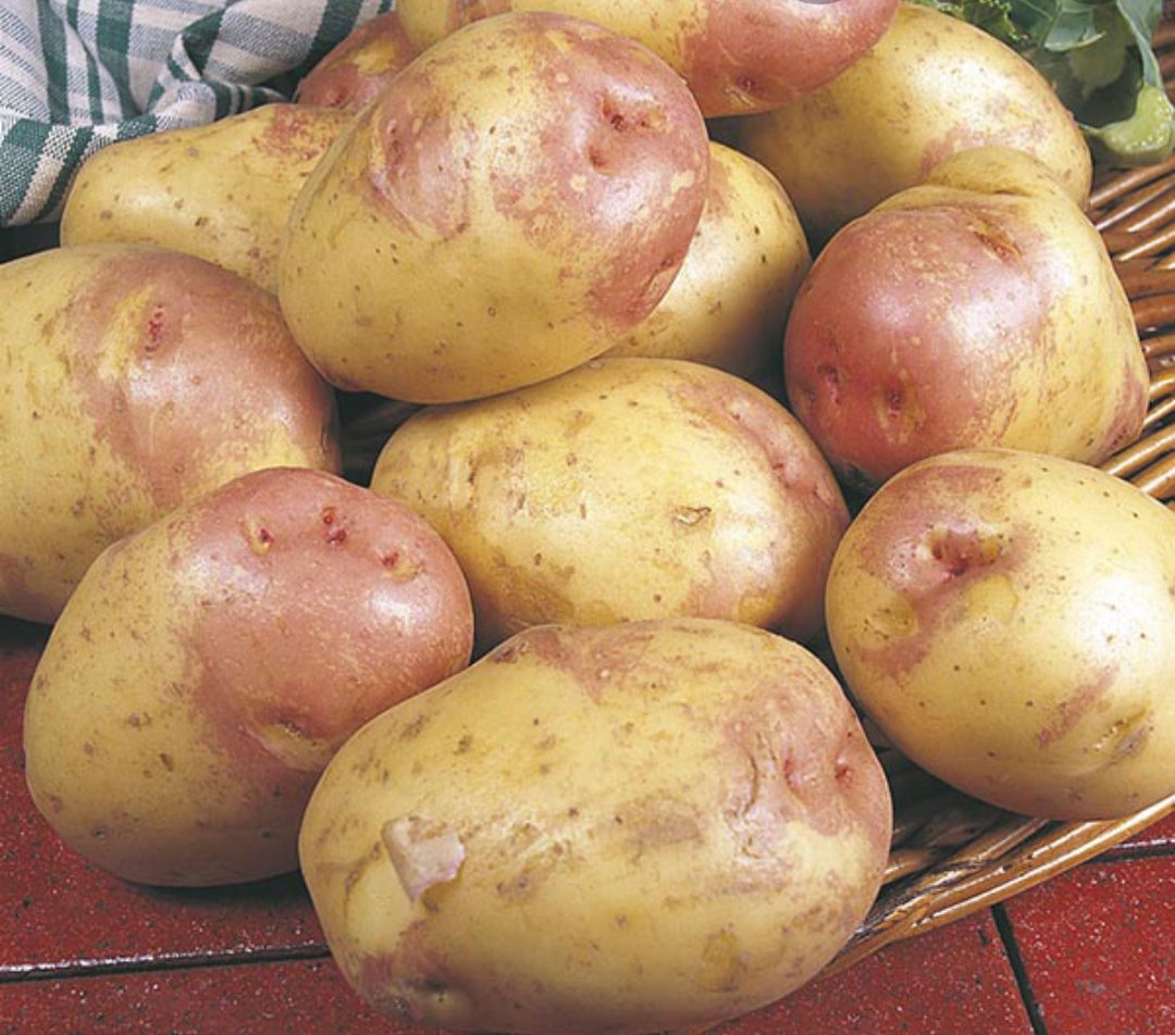 King Edward Seed Potatoes - 2kg Sack - Maincrop