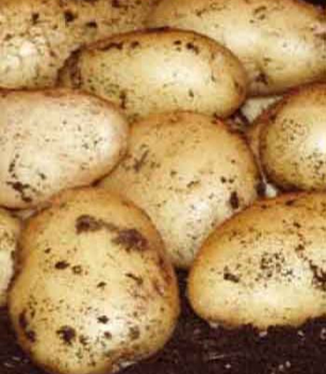 Wilja Seed Potatoes - 2kg Sack - Second Early