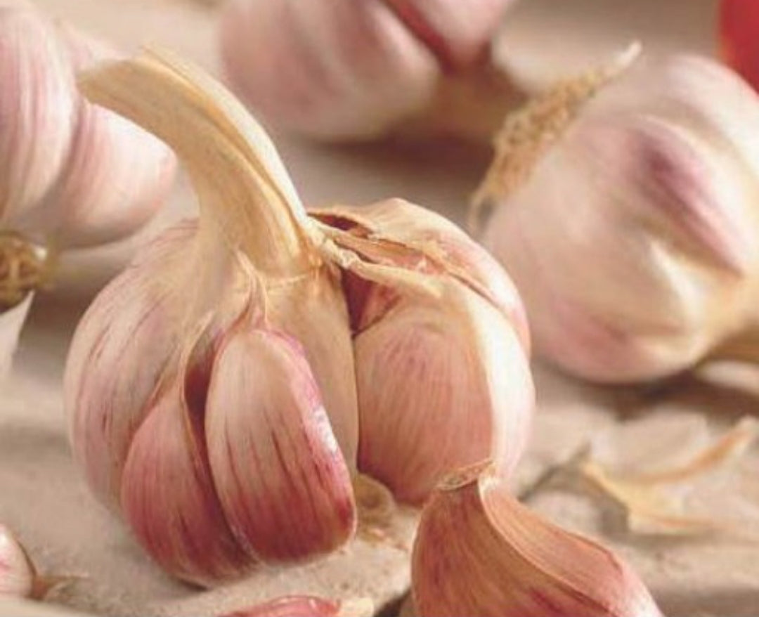 Garlic - Germidour - 2 pieces