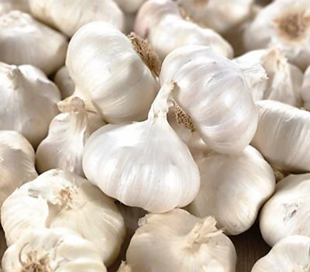 Garlic - White Casablanca - 3 pieces