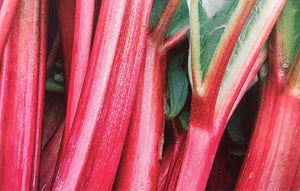 Rhubarb Red Champagne - 1 Bareroot Plant