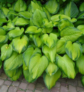 Hosta Guacamole (Size - Large) - 2 Litre Pot