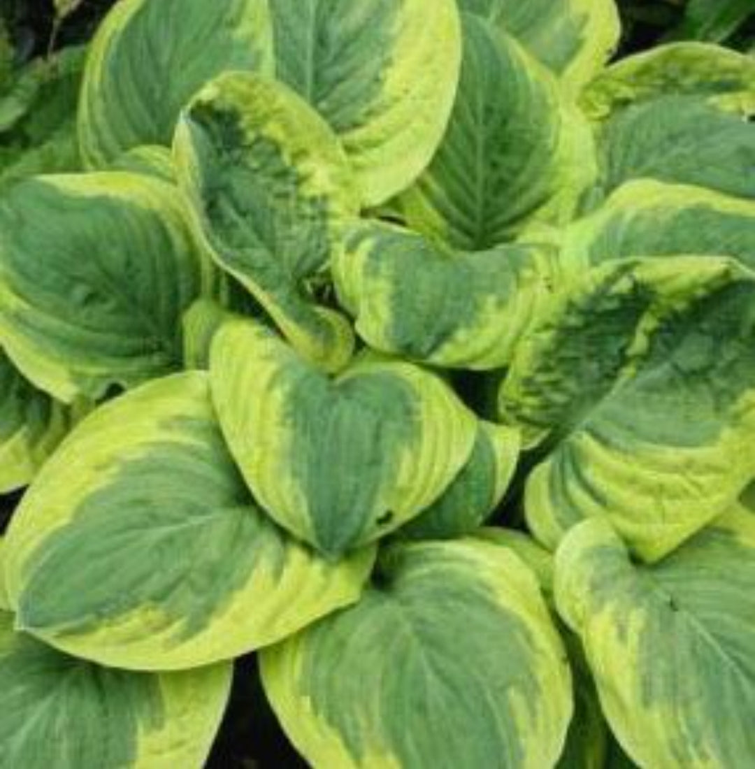 Hosta Carnival (Size - Large) - 2 Litre Pot