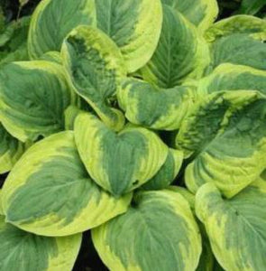 Hosta Carnival (Size - Large) - 2 Litre Pot