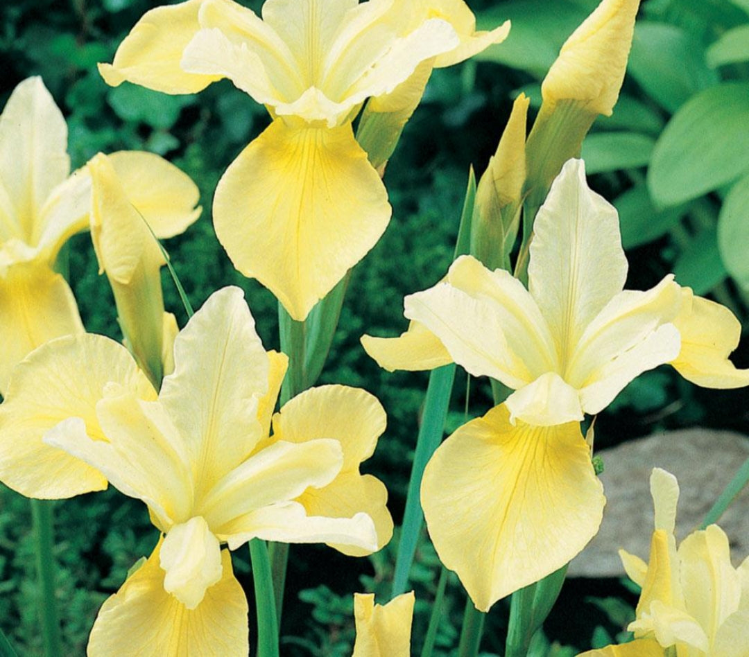 Iris sibirica Butter and Sugar - 2 Litre Pot