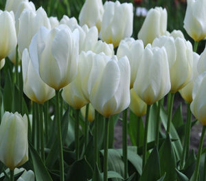 Tulip Purissima - 1 Litre Pot