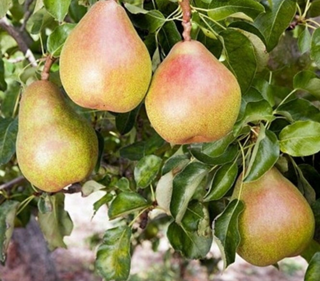 Pear Doyenne Du Comice Tree - 10 Litre Pot