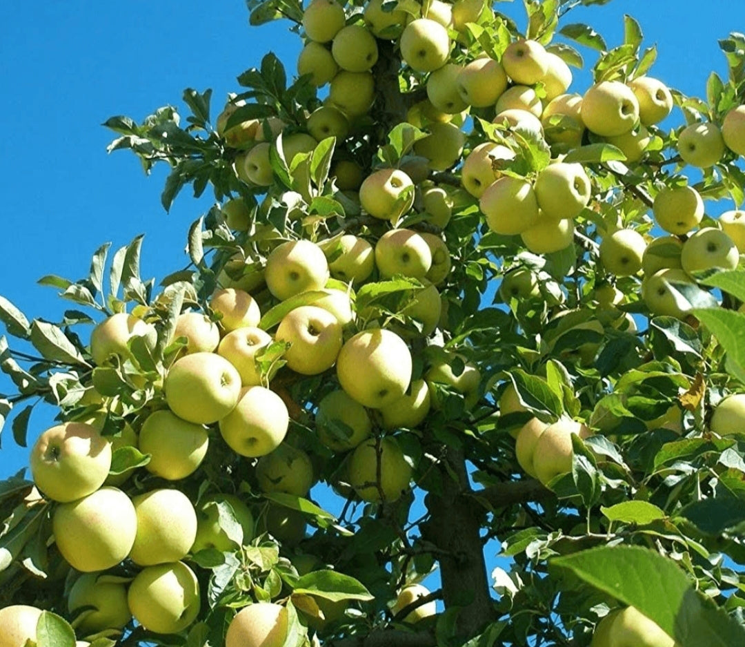 Apple Golden Delicious Tree - 10 Litre Pot