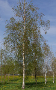 Silver Birch Tree - Betula Pendula - 10 Litre Pot