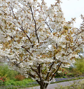 Flowering Cherry Tree - Prunus Fragrant Cloud - 10 Litre Pot