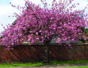 Flowering Cherry Tree - Prunus Kanzan - 10 Litre Pot