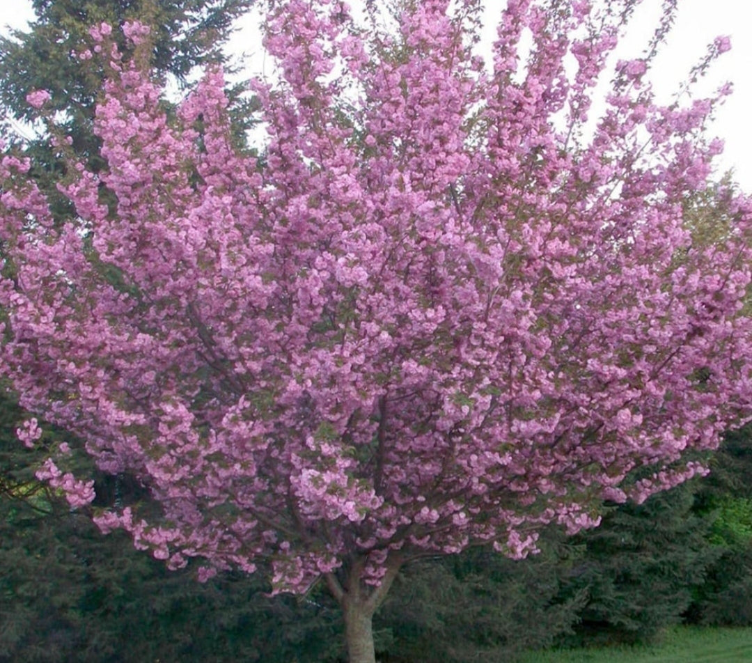 Flowering Cherry Tree - Prunus Royal Burgundy - 10 Litre Pot