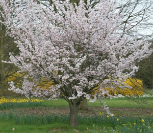 Flowering Cherry Tree - Prunus Pandora - 10 Litre Pot