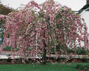 Flowering Cherry Tree - Prunus Kiku-shidare-zakura (Cheal's Weeping Cherry) - 10 Litre Pot