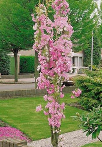 Flowering Cherry Tree - Prunus Amanagowa (Flagpole Cherry Tree) 10 Litre Pot