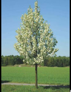 Pyrus calleryana Chanticleer Tree (Callery Pear) - 10 Litre Pot