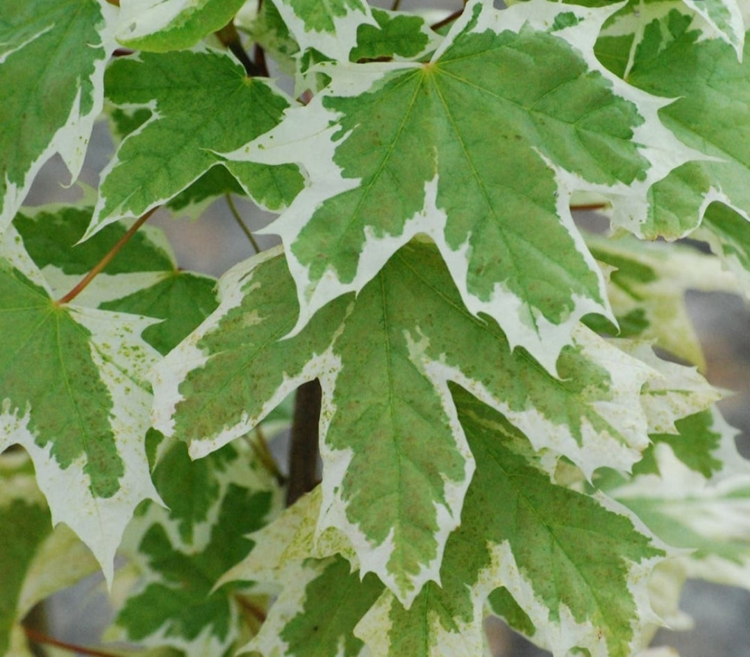 Acer platanoides Drummondii Tree (Variegated Norway Maple) - 10 Litre Pot