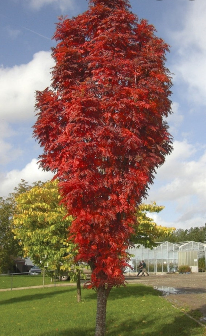 Sorbus aucuparia Autumn Spire Tree (Rowan Tree) - 10 Litre Pot